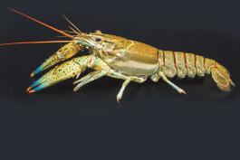Photo of a water nymph crayfish, side view of specimen carefully arranged against black background