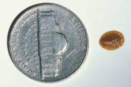 Water penny larva positioned beside nickel for scale