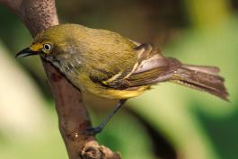 Photo of a white-eyed vireo perched on a small branch
