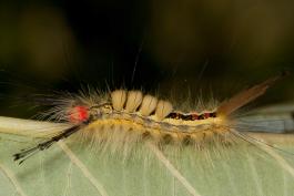 White-marked tussock moth caterpillar on a leaf
