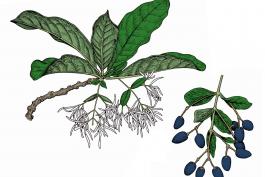 Illustration of white fringe tree leaves, flowers, fruits