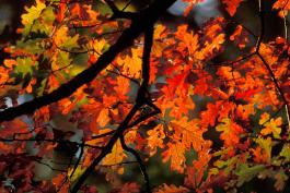 White oak branch showing brilliant reddish fall color