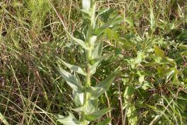 Photo of a wholeleaf rosinweed stalk showing opposite pairs of leaves