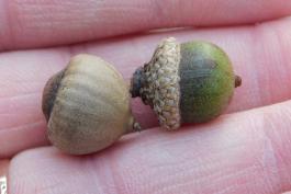 Photo of two willow oak acorns held in a hand