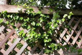 Wintercreeper growing on a lattice fence