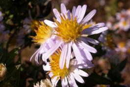 Closeup of flowerheads of a native aster blooming at Tucker Prairie, late October 2015
