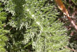 Photo of yarrow leaf, closeup showing fine fernlike texture