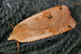 Yellow underwing moth resting on a fabric surface