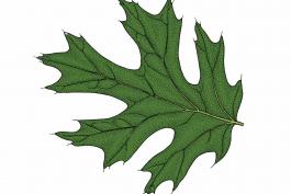 Illustration of black oak leaf.