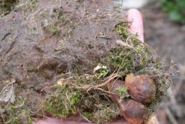 Photo of mosses and other soft materials taken from a former bumble bee nest.