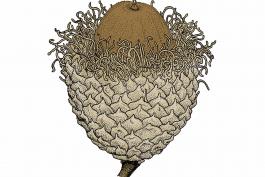 Illustration of bur oak acorn.