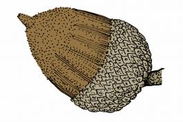 Illustration of chinkapin oak acorn.