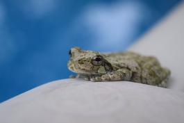 close-up of a gray tree frog sitting near a swimming pool in Fayette, MO.
