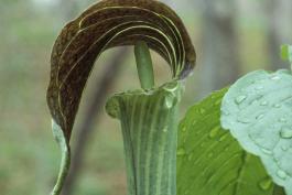 jack-in-the-pulpit