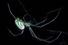 Photo of an orchard orbweaver with a black background