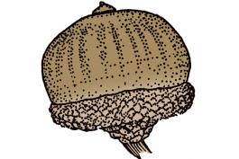Illustration of pin oak acorn.