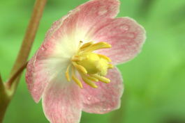 close up of pink mayapple flower