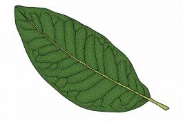 Illustration of shingle oak leaf.