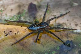 Photo of a spotted fishing spider and several water springtails at the surface of shallow water