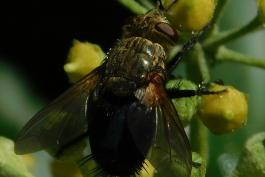 Closeup of a tachinid fly on a flower, with the subscutellum visible