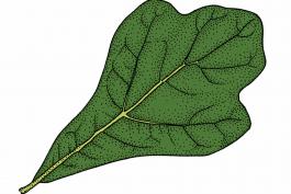 Illustration of water oak leaf.