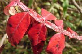 Photo of winged sumac compound leaves showing wings and red fall color