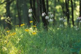 Photo of coneflowers and black-eyed susans amid warm-season grasses with trees in background
