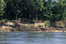 Photo of a steep, eroding cut bank along the Missouri River