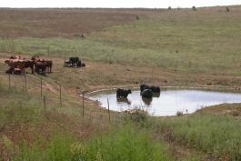 Photo of a small farm pond with several cattle, some in the pond
