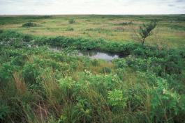 Photo of a prairie headwater stream showing stream edge plant community