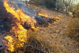 Photo of burning undergrowth during a controlled burn at Spring Creek Gap Glades NA