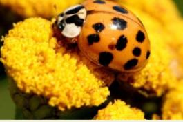 Multicolored Asian lady beetle on a flower