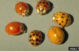 photo of different color patterns of multicolored Asian lady beetles