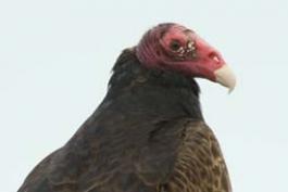 Photo of turkey vulture facial features.