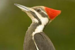 Photo of pileated woodpecker head in profile