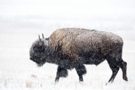 large, dark bison in snowy field