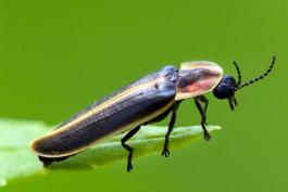 Photo of a Firefly