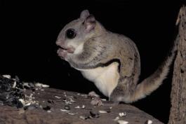 Photo of a flying squirrel