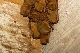 Photo of a group of little brown bats in a corner in a barn