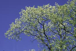 black locust tree in bloom