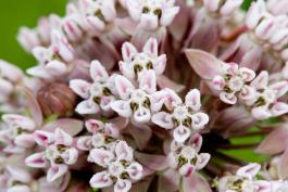 Photo of common milkweed flower cluster