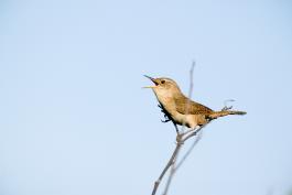 Image of a house wren