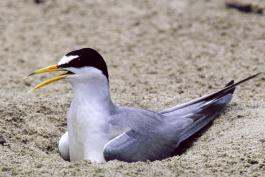 Image of a least tern