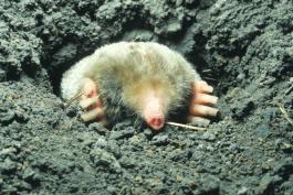 a mole emerges from its hole