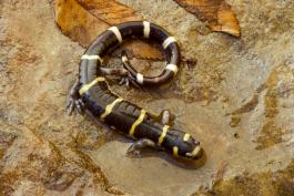 Image of a ringed salamander