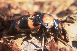 American burying beetle. it is striped orange and black.