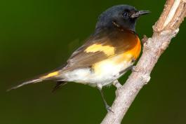 Image of a male American redstart