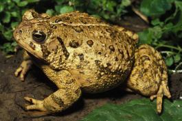 Image of an american toad
