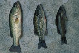 Three captured fish lying on a surface, left to right: largemouth bass, spotted bass, and smallmouth bass