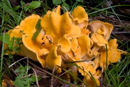 Image of smooth chanterelle